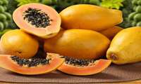 Papaya greenhouse farming growing across Iran