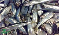 Catching more than 13,000 tons of kilka fish in 2021