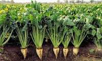 Research on different types of sugar plants by Iran Sugar Beet Seed Breeding Research Institute