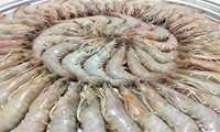 Farmed shrimps export stands at 60m dollars in 6 months
