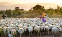 FAO promotes awareness and prudent use of antimicrobials in Asia-Pacific during Word Antimicrobial Awareness Week
