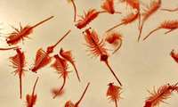 Cultivation of Artemia cyst in Iran