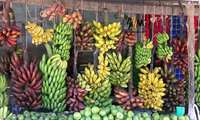 Iran seeking to expand banana plantations in Sistan-Baluchestan to curb imports