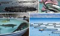 Iran launches 2 open sea cage farming projects in Bushehr province