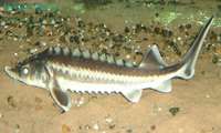 Iran and Russia extend ban on Caspian sturgeon fishing