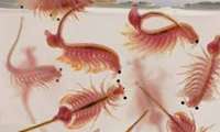 Cultivation of Artemia cyst in Iran