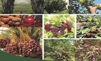 Improvement and renovation of more than 39,000 hectares of tropical orchards in 2021