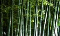 Traditional bamboo cultivation system in the Republic of Korea earns place on global agricultural heritage sites list