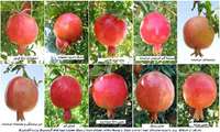 Iran: World 3rd biggest producer of pomegranate