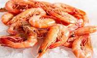 Exports of farmed shrimp from Iran to Asia and Europe in 2021
