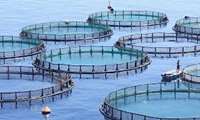 Using native species to raise fish in cages