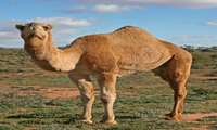 AI key to ecologically sustainable development of camel, official says