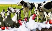 Inauguration of 571 livestock and poultry projects in Iran