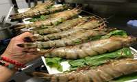Iran farmed shrimp output exceeds 60K tons