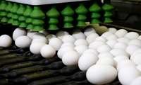 Largest egg production plant in Mideast opens in Iran