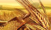 Production 14 million tons of wheat   in IRAN