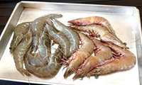 Russia UAE China Qatar main export destinations of Iranian shrimps: Official