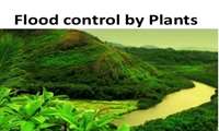 Strengthening vegetation is an important factor in reducing flooding