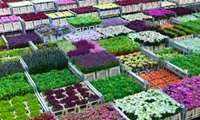 Export of flowers and ornamental plants of Iran in 2019