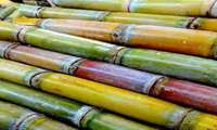 Spring cultivation expected to yield 4.4m tons of sugar beet, official says