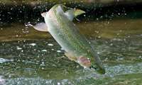 Iran exports 4,000 tons of trout to Russia, Persian Gulf nations