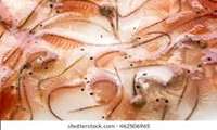 Using “Unconventional Agricultural Water” a New Approach for Artemia Greenhouse Cultivation