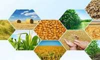 Iran agrifood exports rise in tonnage