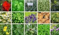 Iran to grow medicinal plants in rainfed, dryland regions