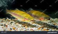Mass production of disease-free rainbow trout in Iran