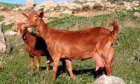 The First Consignment of Dairy Goats of Murcia