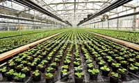 Inauguration of the largest greenhouse project in the Middle East in Iran