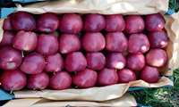 Production of tomato and apple in the country