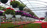 The development of greenhouses is a priority of the Ministry of Jihad-Agriculture