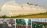 100 hectares of land under greenhouse cultivation in East Azarbaijan