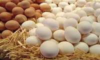 Iran exports 60,000 tons of eggs to Iraq, Kuwait, Qatar in 4 months