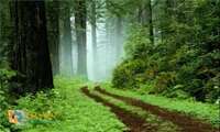 Sustainable management of Hyrcanian forests and its global registration