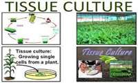 Iran in pursuit of commercializing plant tissue culture