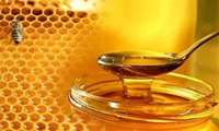The  Honey Production in IRAN
