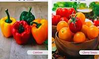 Production of tomato and pepper hybrid seed pilot in Iran