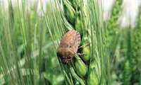 A forecasting model for management of wheat Sun pest and a caring network programs