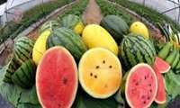 Iraq, UAE among major importers of Iranian watermelons: IRICA