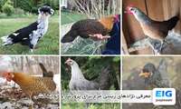Iran launches projects to preserve its native poultry genetic resources
