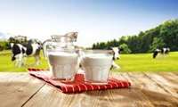 Iran annual milk output stands at over 11.5m tons official says