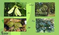 Over 7.5 million Hyrcanian saplings set to be planted in Mazandaran