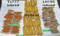 Iran exporting hybrid seed corn to 5 countries, official says