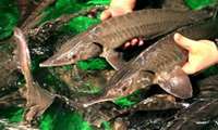 Iran's access to technical knowledge of caviar production from Siberian sturgeon (Acipenser baerii) in breeding conditions