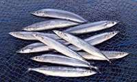 Catching more than Thirteen Thousand Tons of Kilka Fish in 2021