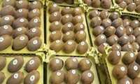Iran exporting citrus fruits to China, kiwifruits to India, official says