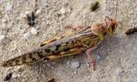 Fighting invasive locusts from Africa to Iran