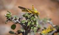 FAO provides Iran with additional pesticide sprayers, supporting the country in fighting against Desert Locust